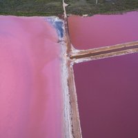 Rozā lagūna Austrālijā, kas pārsteidz ar savu košumu