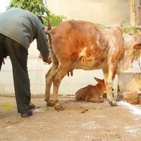 Video: Indieši ārstējas, 'no krāna' dzerot govs urīnu