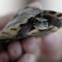Jaunietis sašauj retu bruņurupuci un ar tā foto lepojas 'Facebook'