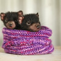 Foto: Apburoši dzīvnieku mazuļi Austrālijas zoo