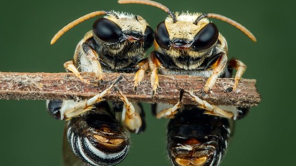 bites kodums alerģija tūska vasara