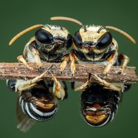 Bites dzēliens – ar to labāk nejokot! Speciālista padomi un skaidrojums, kāpēc tas ir bīstams