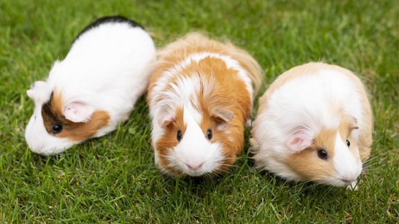 guinea pig, animal, pet, jūrascūciņa, dzīvnieks, mājdzīvnieks