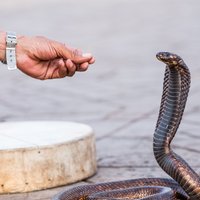 Aizraujoši fakti par bīstamajām, bet valdzinošajām čūskām