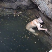 No 20 metrus dziļas akas Indijā izglābj bezpalīdzīgu suni