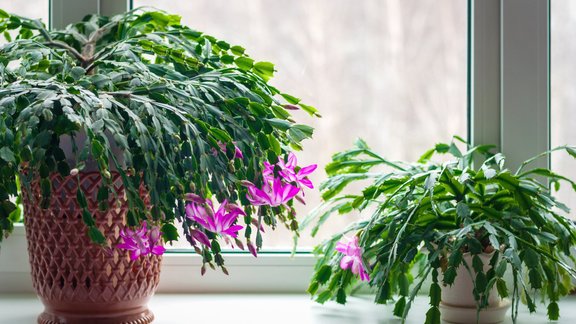 Ziemassvētku kaktuss, šlumbergera, telpaugs,