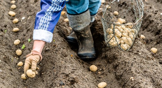 Lauksaimniecības produktu cenu līmenis 2018. gadā palielinājies par 6%