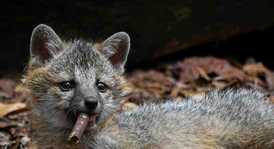 ФОТО: Самые уморительные животные. Объявлены финалисты премии Comedy Wildlife 2023