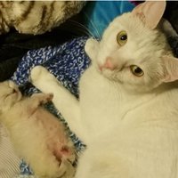 Audžutētis Benijs uzņemas rūpes par tikko dzimušiem kaķēniem un izglābj mīluļa dzīvību