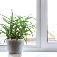 Топ-10 комнатных растений, которые не стоит держать дома