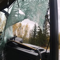 ФОТО. В автобус на ходу запрыгнула косуля, пострадали водитель и пассажиры