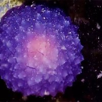 На дне Тихого океана найден загадочный пурпурный шар