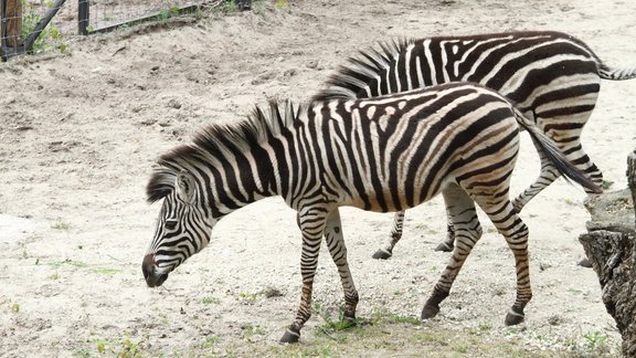 Zoodārza jaunās zebras - 2