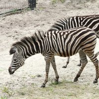 Zinātnieki noskaidrojuši, kāpēc zebras ir svītrainas