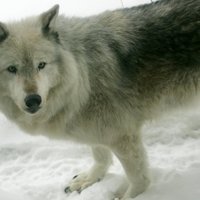 Восемь удивительных фактов о волках