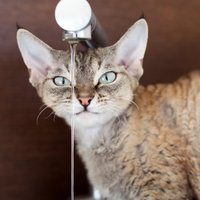 Kāpēc kaķi grib dzert ūdeni no krāna, nevis bļodiņas