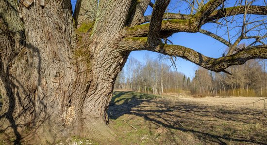 Fotoekskursija ap Latvijā dižāko balto vītolu