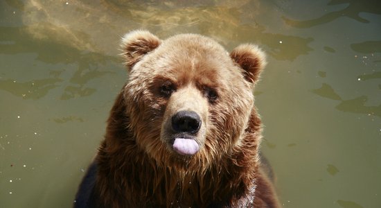 Zoodārzā nogādātais lācis Bargais jau paspējis ieviest savu kārtību