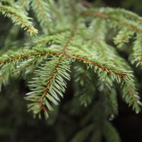 Новогодние елки в Латвии стоят от 1,5 до 900 евро