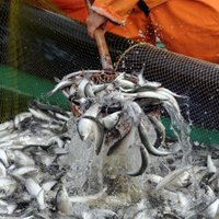 Zemūdens medniekam par zivju resursiem nodarītajiem zaudējumiem jāšķiras no 1150 eiro