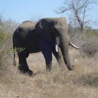 Африканские слоны нервничают из-за близости людей