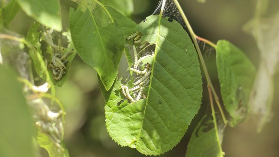 ievas tīklkode, kāpuri, kaitēkļi