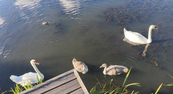 В пятницу в озере Вангажу Ропажского края утонул человек