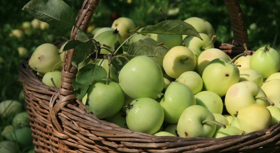 Урожай яблок: о каких проблемах он может рассказать