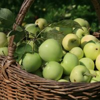 Урожай яблок: о каких проблемах он может рассказать