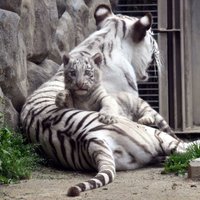 Baltais tīģeris Japānā nogalina kopēju