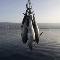 Fukušimas radioaktīvo piesārņojumu konstatē tunčos pie Kalifornijas krastiem