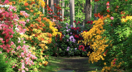 Foto pastaiga pa pasakaino rododendru dārzu Babītē