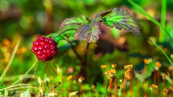 ziemeļu kaulene, Rubus arcticus