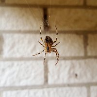 Zirnekļu atgaiņāšanas metodes un speciālistu skaidrojums, kāpēc tie nāk mājokļos
