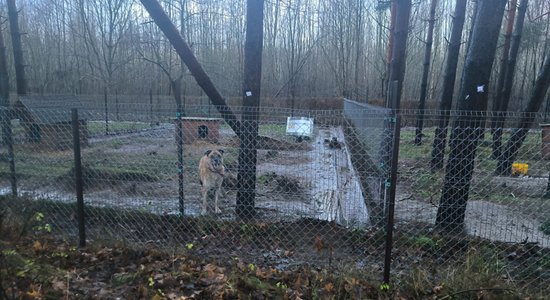 ФОТО. Штормовой ветер основательно повредил территорию общества защиты животных Ķepu-ķepā