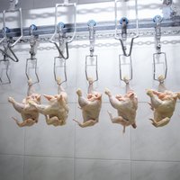 Putnu gripas uzliesmojuma dēļ Lietuvā aizliedz putnu gaļas ievešanu no Francijas