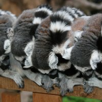 ФОТО: в Рижском зоопарке начались "Полосатые дни"