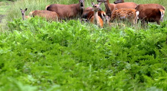 'Rīgas meži' atzīst, ka briežu dārza izveide Ogres pievārtē bijusi kļūda