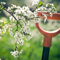 Stādu eksperta padomi pavasara dārza darbiem