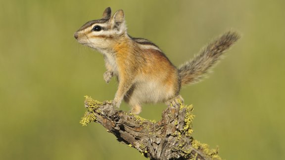 chipmunk / burunduks