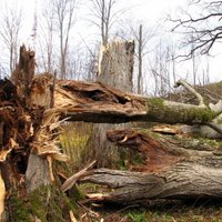 No Latvijas ceļiem sestdien novākti 173 nogāzušies koki