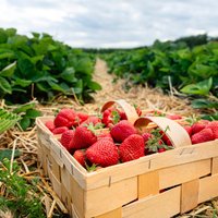 42 клубничных поля в Латвии, где можно собрать ягоды своими собственными руками