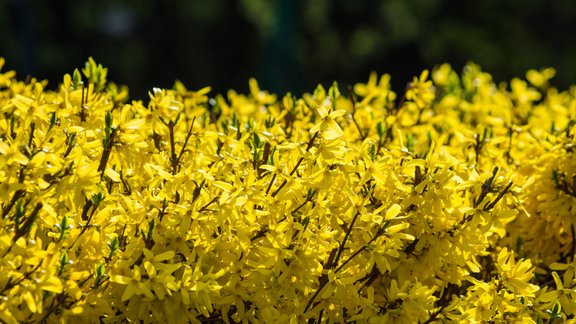 dzīvžogs forsītija forsythia pavasaris dārzs