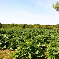 Darbs ar skābiem darba augļiem – rabarberu audzētāji Madonas novadā