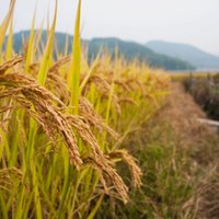 Foto: Saules apmirdzēts skaistums – kā tiek audzēti rīsi