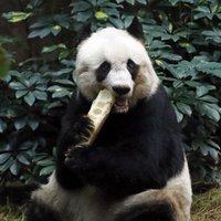 Cкончалась 38-летняя панда — старейшая из живущих в неволе