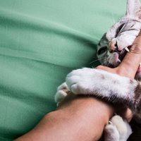 Noderīgi padomi, kā atradināt kaķi no šķietami nevainīgas košanas cilvēkam