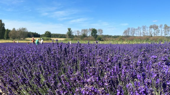 lavanda