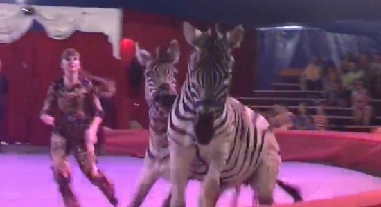 'Mega cirks' Liepājā: Zebras nepakļaujas dresūrai un metas skatītājos