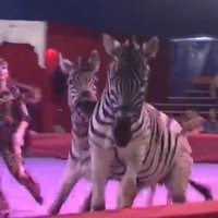 'Mega cirks' Liepājā: Zebras nepakļaujas dresūrai un metas skatītājos